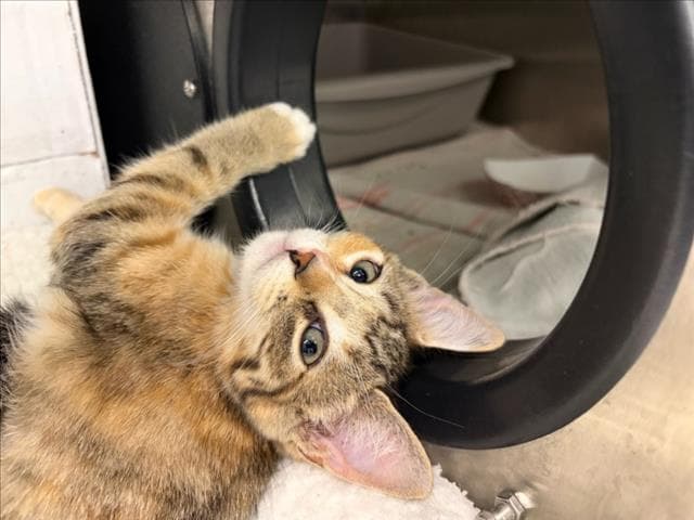 Robusta - Domestic Short Hair