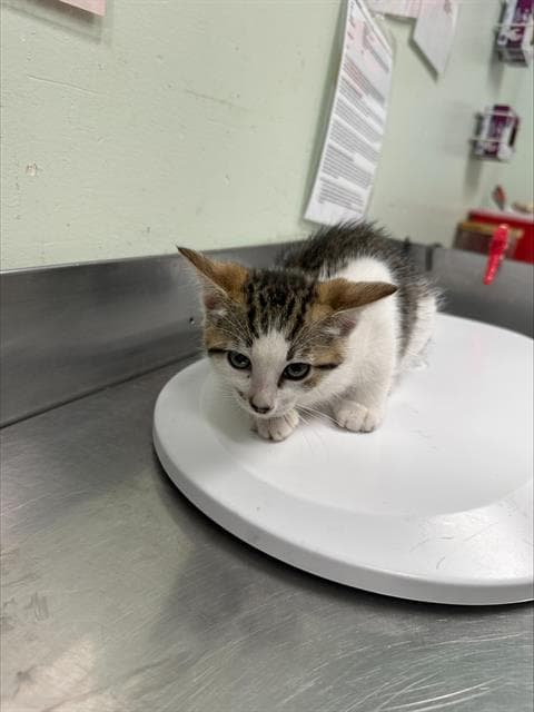 Liberica - Domestic Short Hair