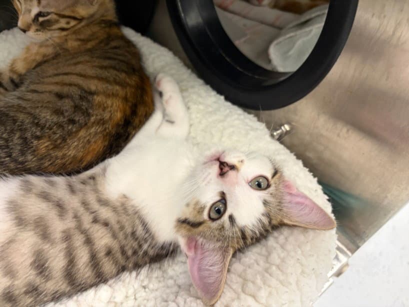Liberica - Domestic Short Hair