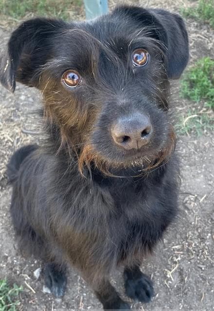 Rome - Miniature Schnauzer