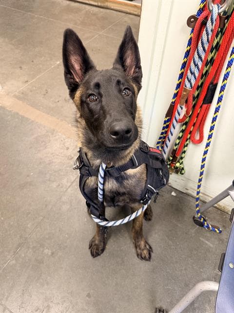 Shadow - Belgian Shepherd Malinois