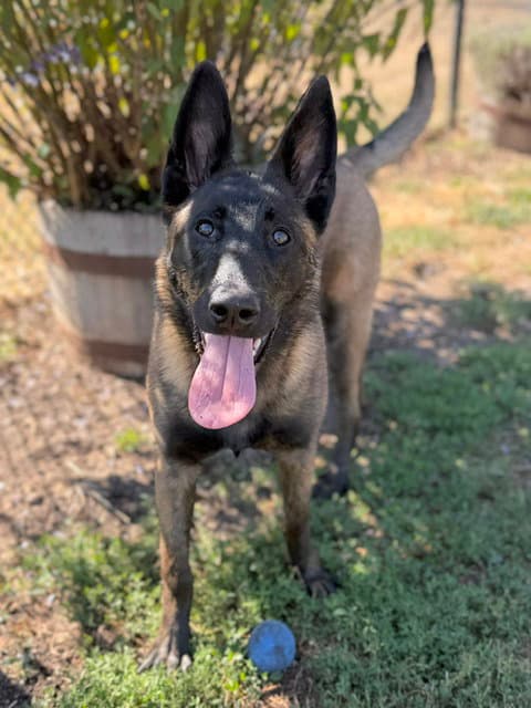 Shadow - Belgian Shepherd Malinois