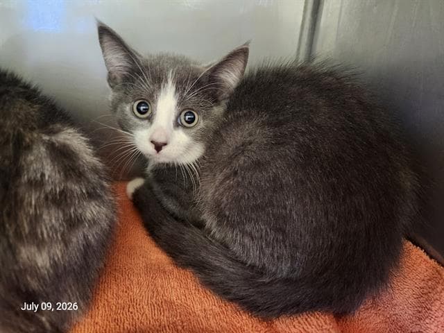 Unknown - Domestic Short Hair