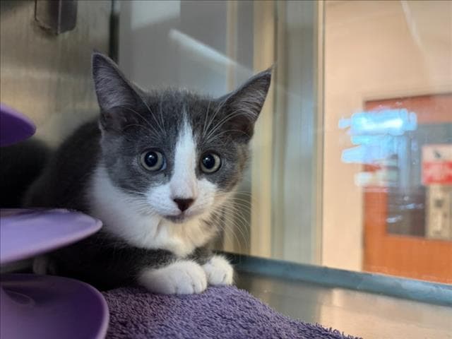 Unknown - Domestic Short Hair