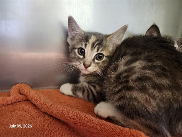 Unknown - Domestic Short Hair