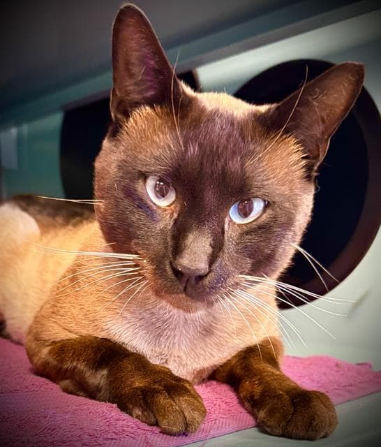 Lindt - Siamese