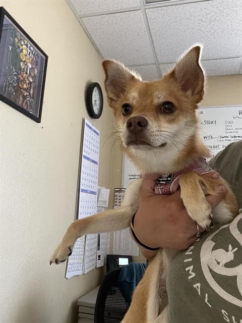 Tina - Shiba Inu