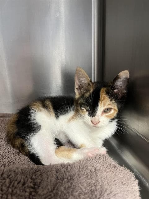 Swirl - Domestic Short Hair