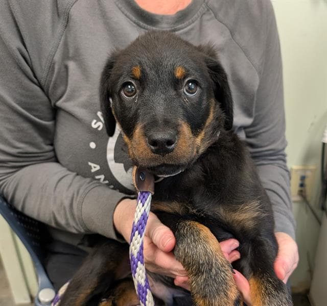 Percy - Rottweiler