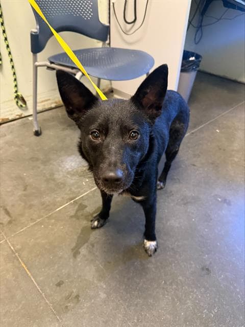Polka Dots - Queensland Heeler