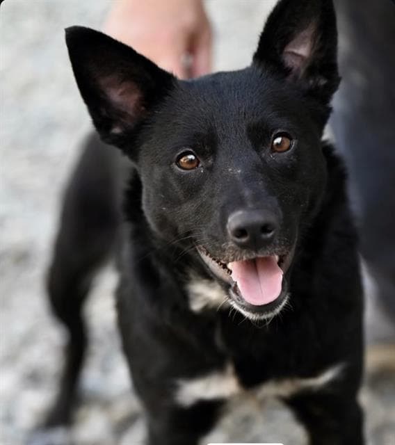 Polka Dots - Queensland Heeler