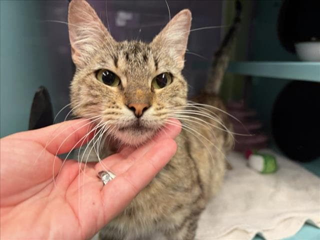 Peppermint Patty - Domestic Short Hair