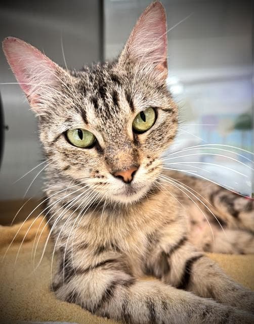 Peppermint Patty - Domestic Short Hair