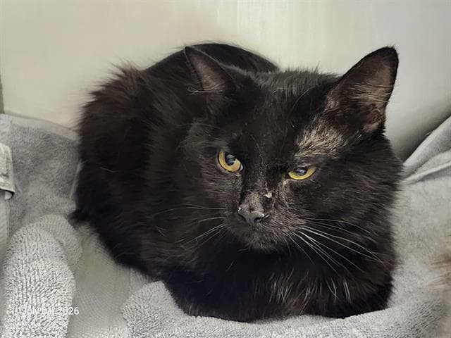 Spider Man - Domestic Medium Hair