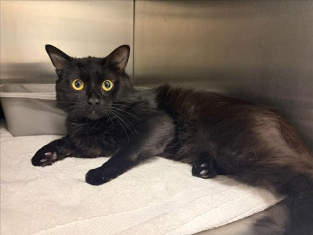 Spider Man - Domestic Medium Hair