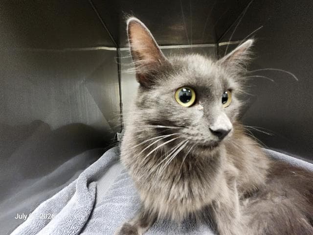 Princess - Domestic Medium Hair