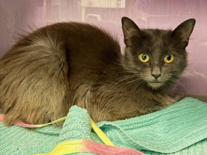 Princess - Domestic Medium Hair