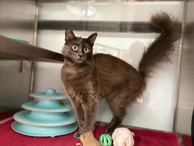 Princess - Domestic Medium Hair
