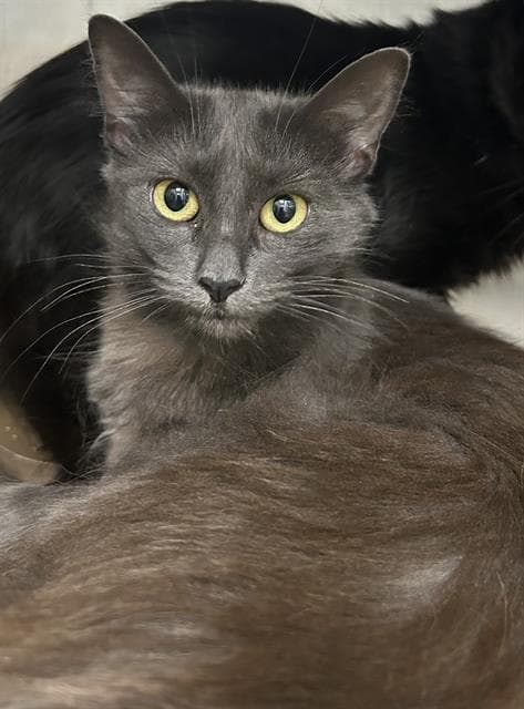 Princess - Domestic Medium Hair