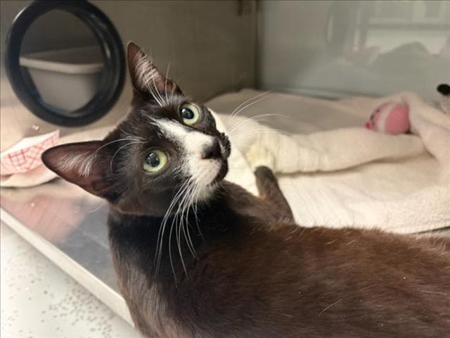 Reina - Domestic Short Hair