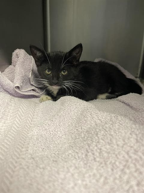 Calliope - Domestic Short Hair