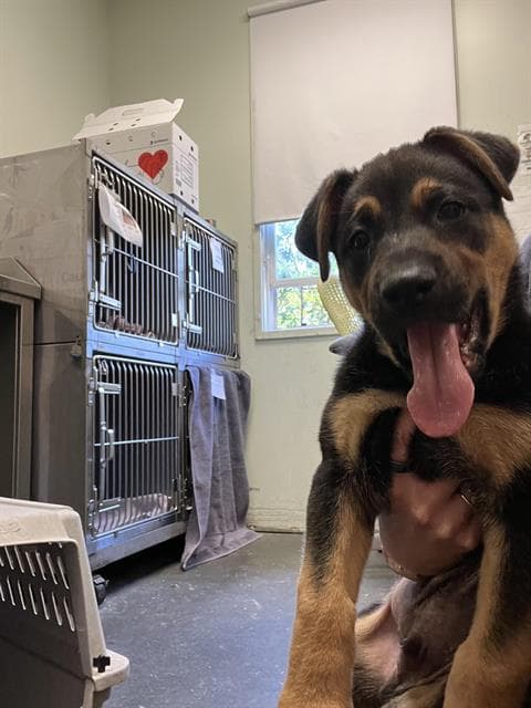 Hank - Rottweiler