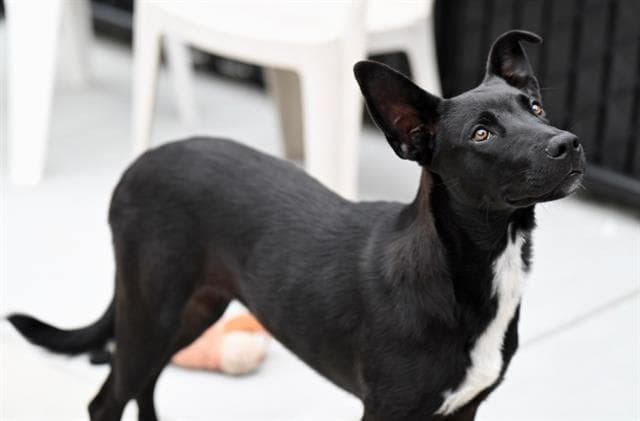 Otamendi - Belgian Shepherd Malinois
