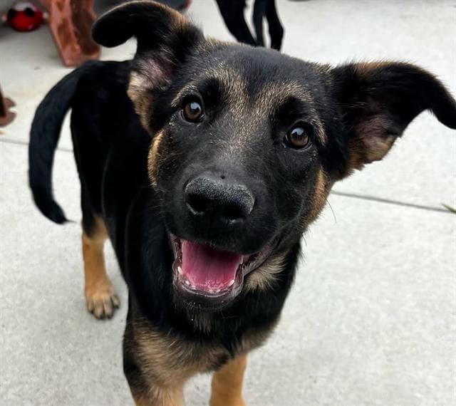 Mbappe - Belgian Shepherd Malinois