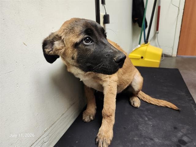 Messi - Belgian Shepherd Malinois
