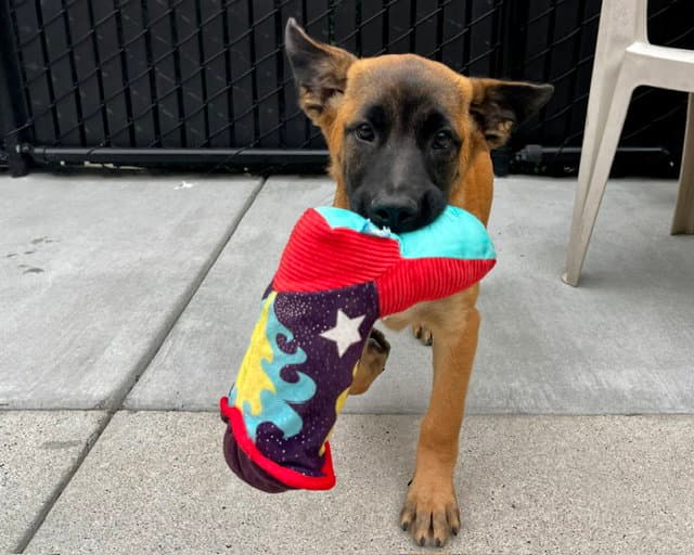 Messi - Belgian Shepherd Malinois