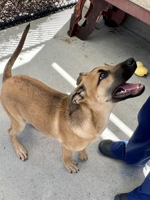 Pulisic - Belgian Shepherd Malinois