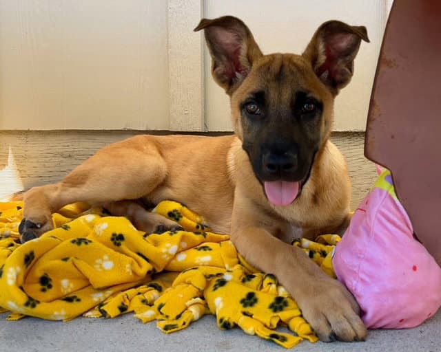 Dembele - Belgian Shepherd Malinois