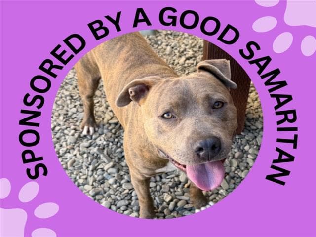 Squirt - Pit Bull Terrier