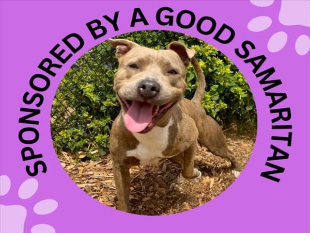 Squirt - Pit Bull Terrier