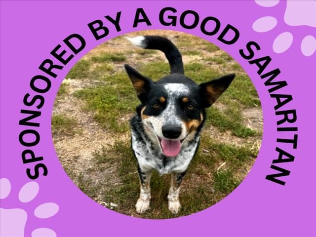 Kelsey - Australian Cattle Dog/Blue Heeler