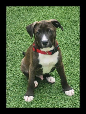 Onyx - Pit Bull Terrier