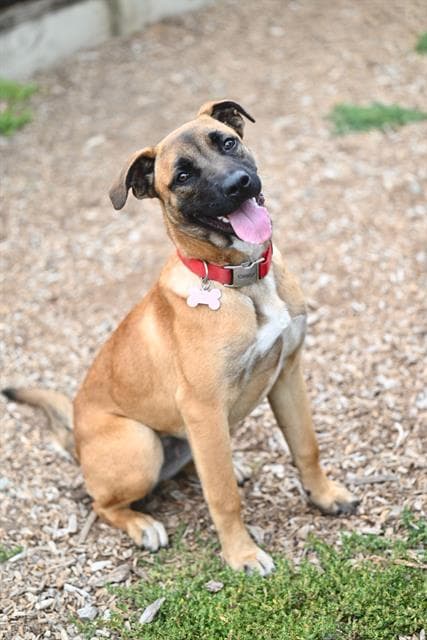 Sassy - Belgian Shepherd Malinois