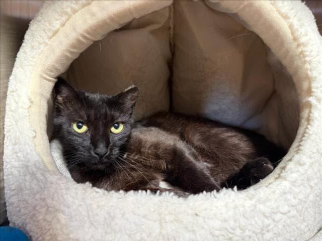 Athos - Domestic Short Hair