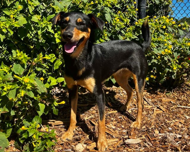 Lady - Miniature Pinscher