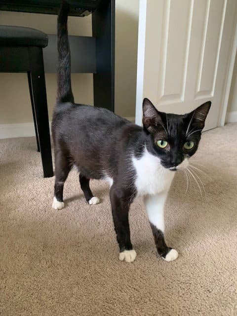 Lolita - Domestic Short Hair