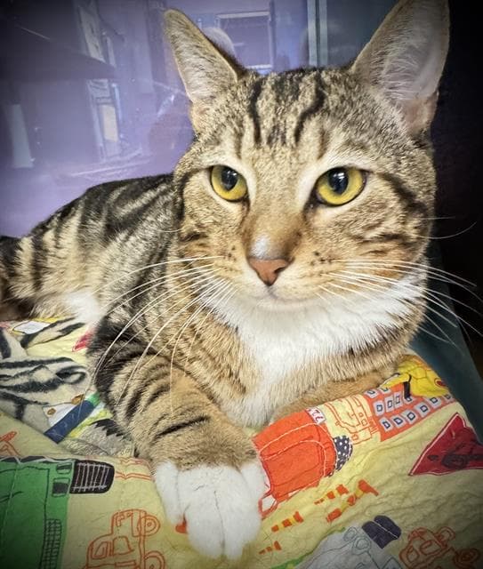 John Muir - Domestic Short Hair