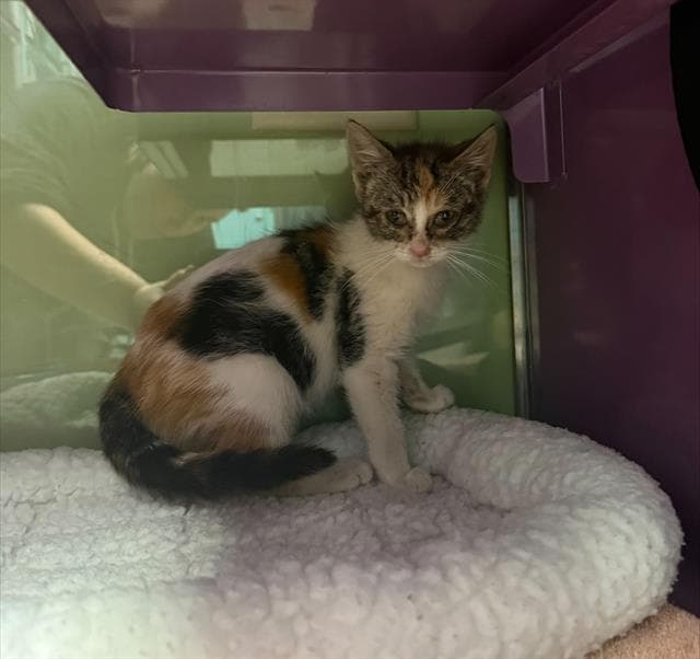 Kaia - Domestic Short Hair