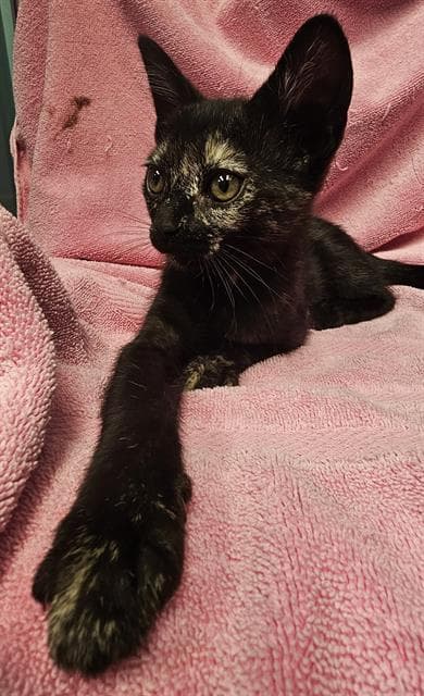 Summer - Domestic Short Hair