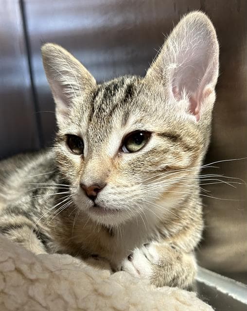Candy Cane - Domestic Short Hair