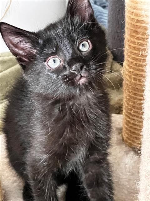 Susie - Domestic Short Hair