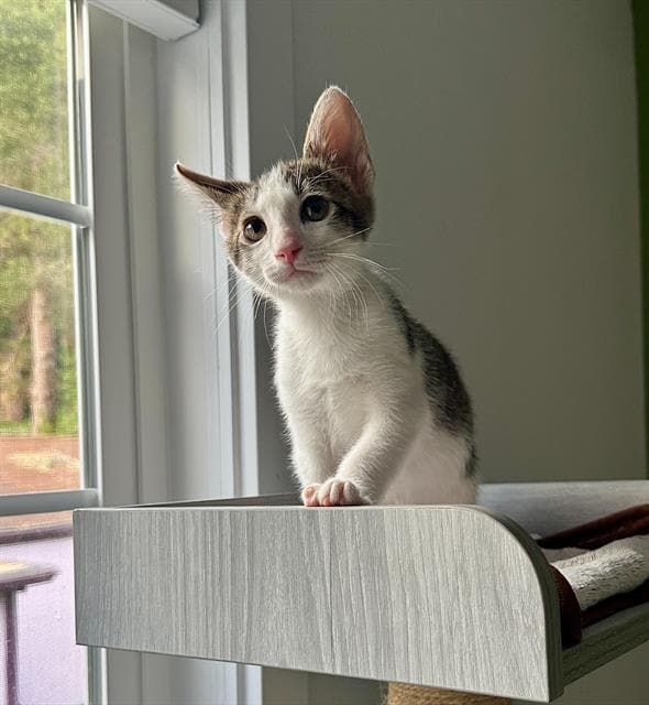 Vanilla Swirl - Domestic Short Hair
