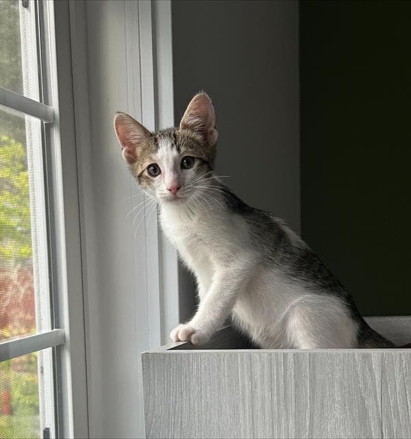 Rocky Road - Domestic Short Hair