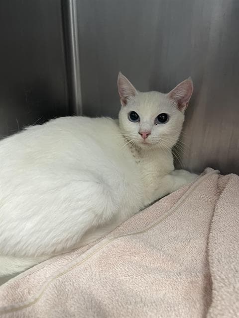 Swan - Domestic Short Hair