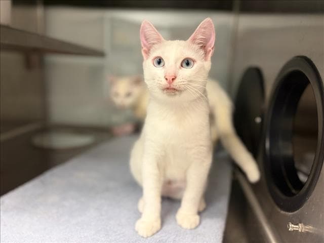 Dove - Siamese