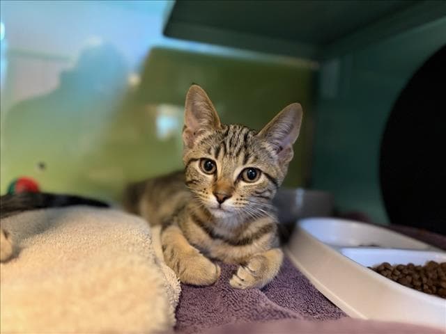 Buba